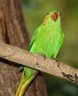 Image of Red-flanked Lorikeet