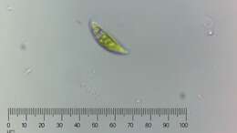 Imagem de Euglena pisciformis