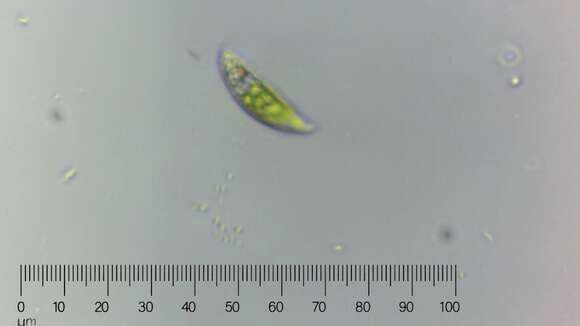 Image of Euglena pisciformis