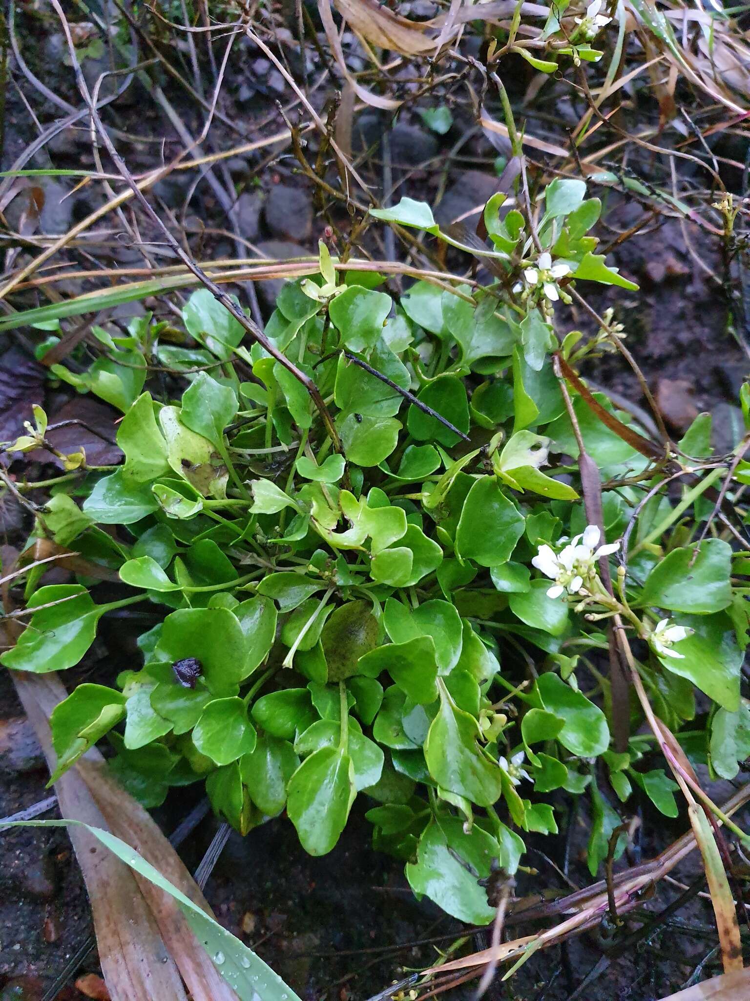 Image of Common Scurvygrass