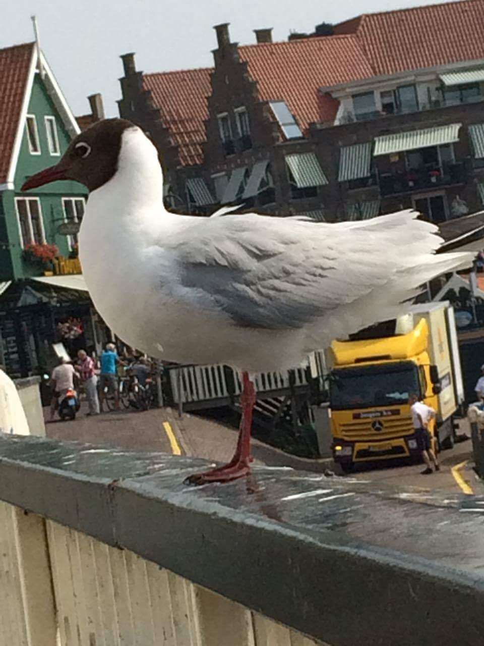 Image of Black-headed Gull