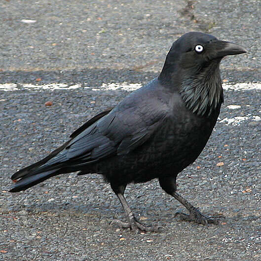 Image of Australian Raven