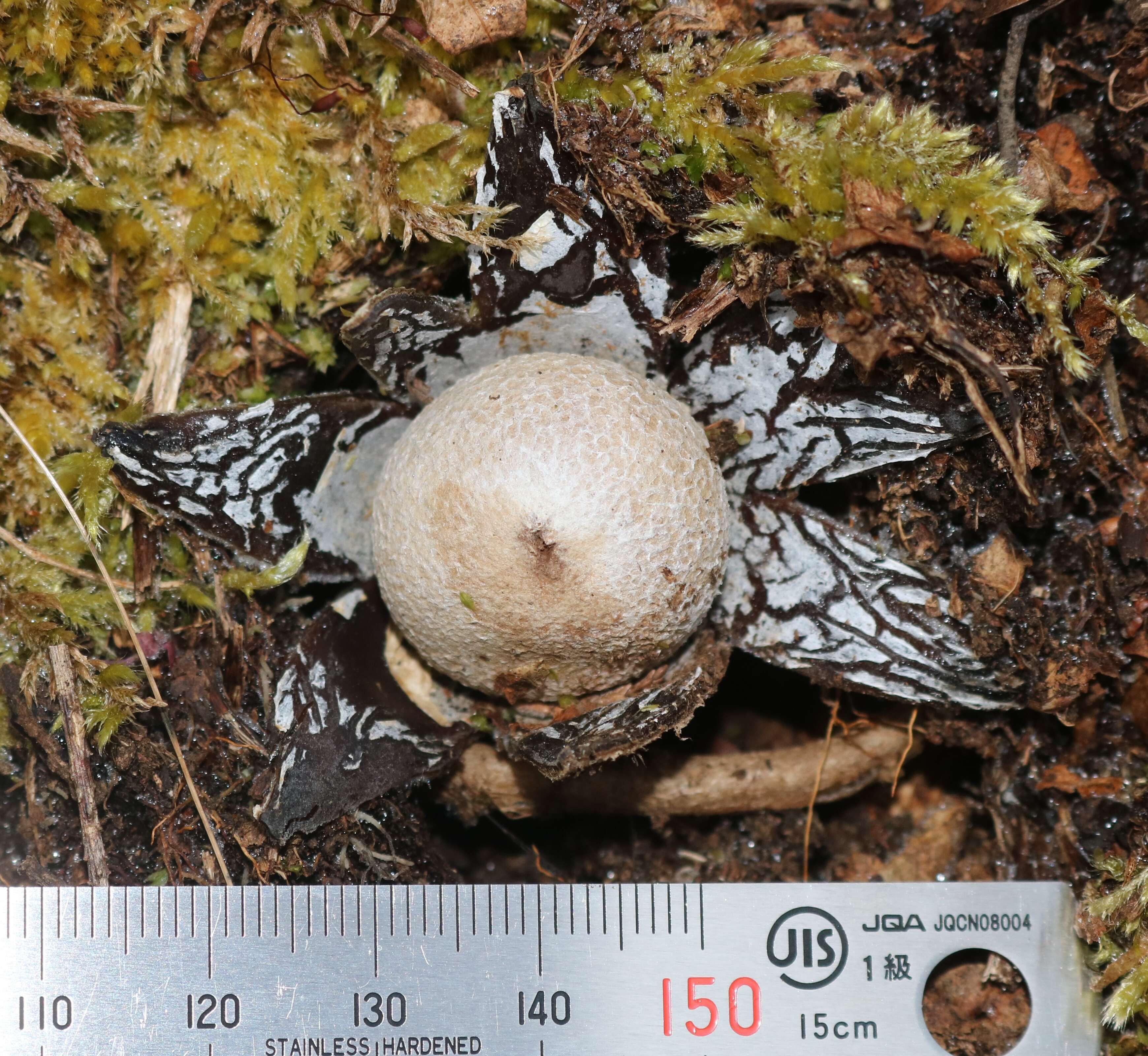 Image of False Earthstar