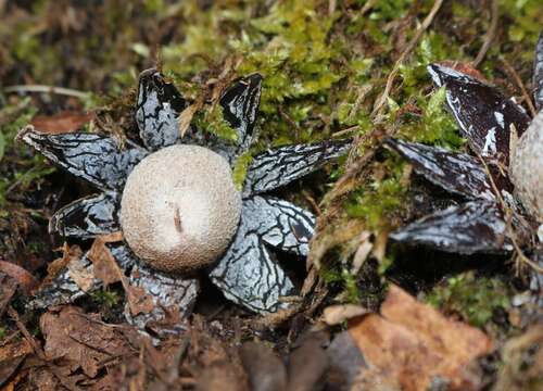 Image of False Earthstar