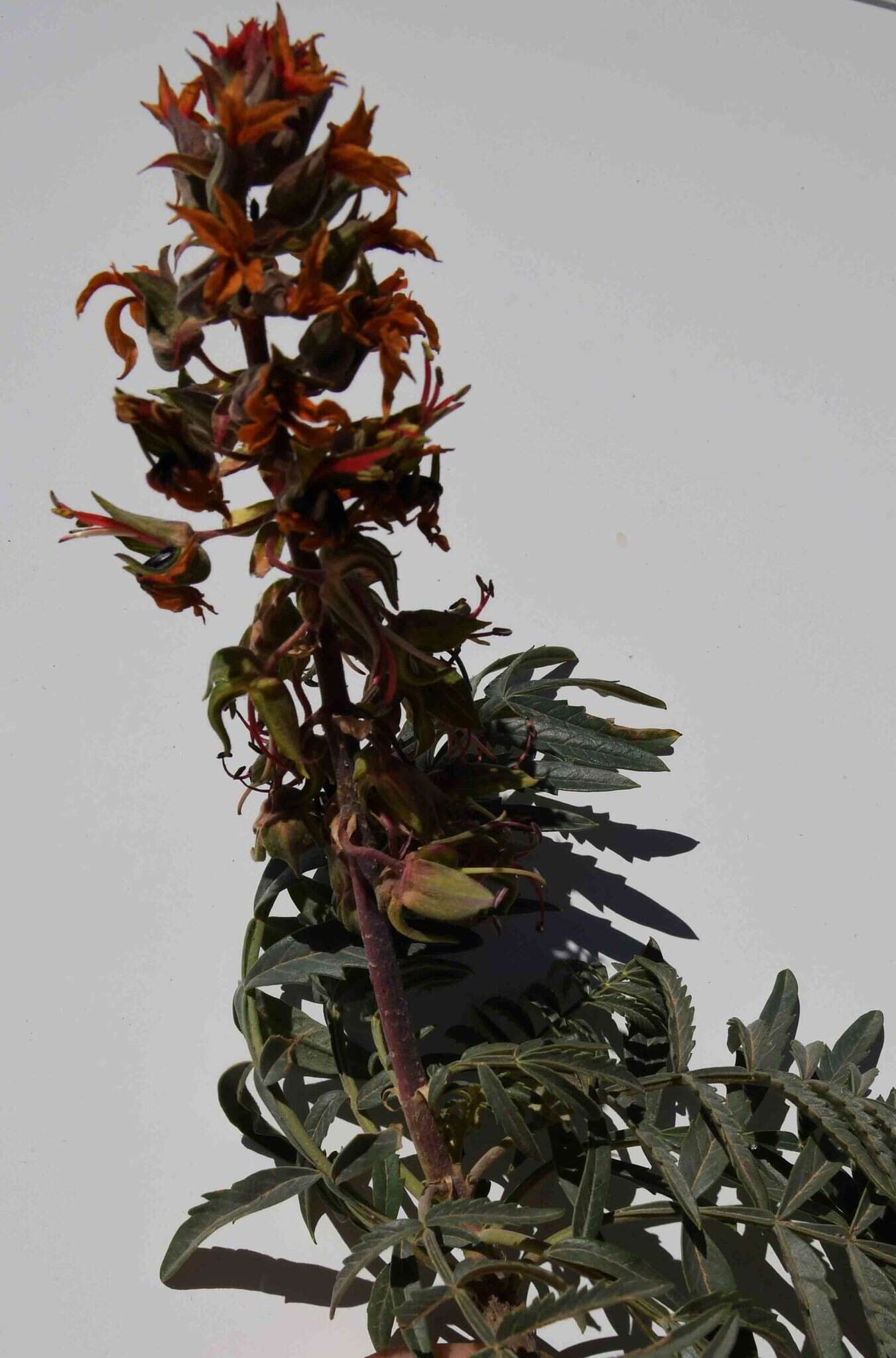 Image of Melianthus pectinatus Harv.