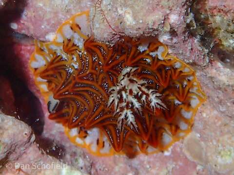 Image of Orange edged ridged black slug