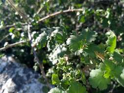 Image of rock gooseberry