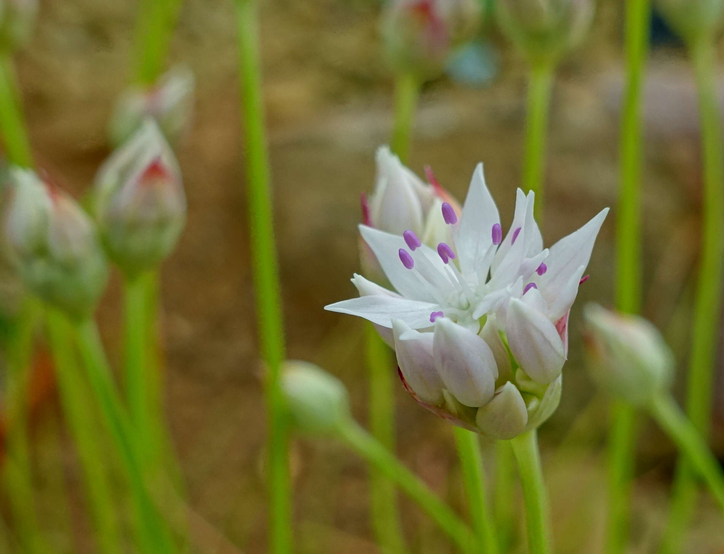 Image of narrowleaf onion