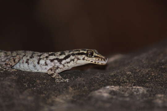 Image of Darwin's Leaf-toed Gecko