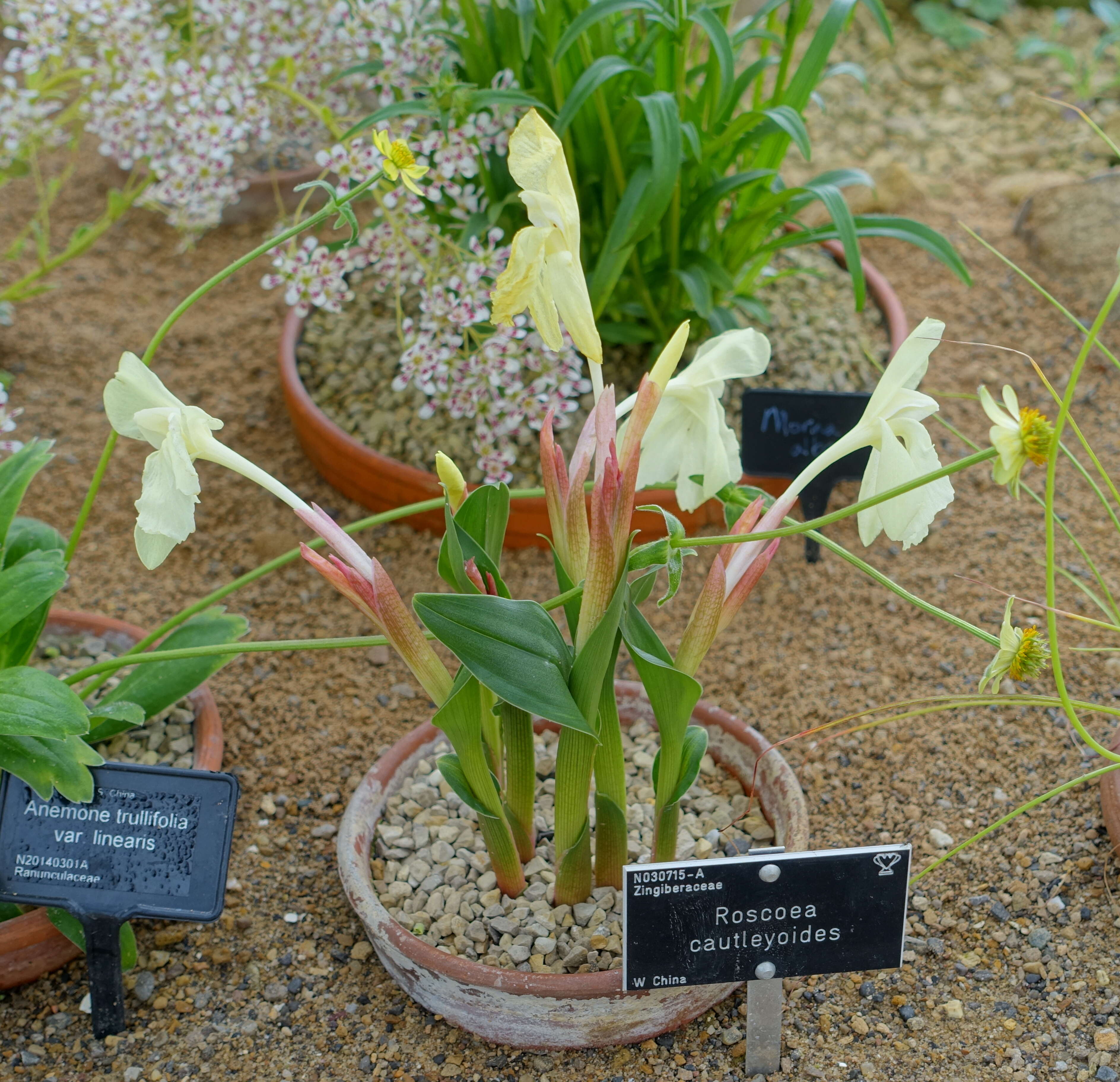 Image of Roscoea cautleoides