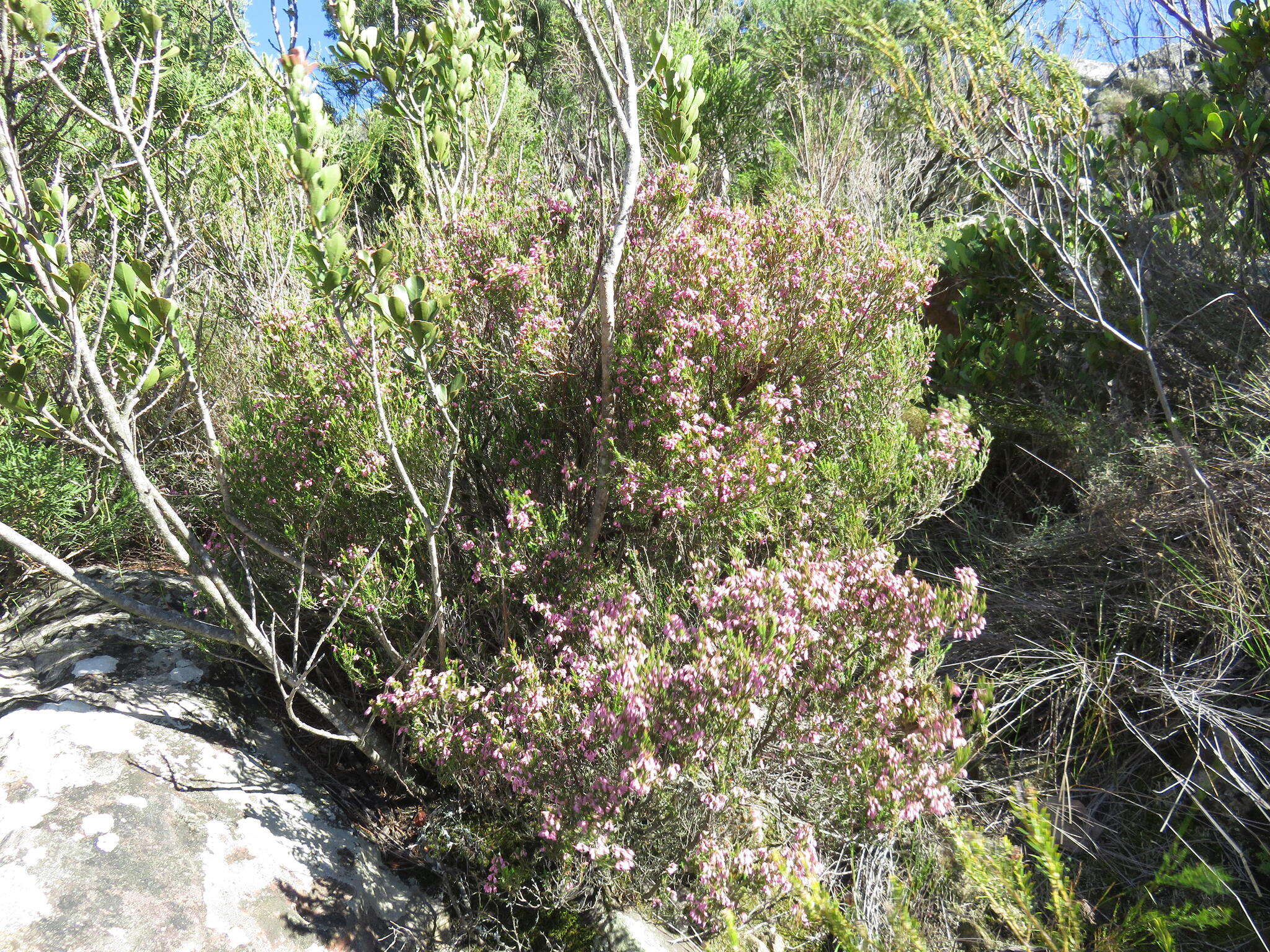 Image of Erica acuta var. acuta