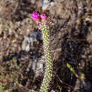 Arrojadoa penicillata (Gürke) Britton & Rose的圖片