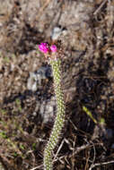 Image of Arrojadoa penicillata (Gürke) Britton & Rose