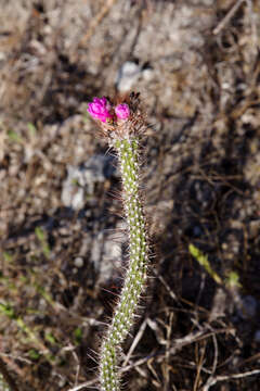 Image of Arrojadoa penicillata (Gürke) Britton & Rose