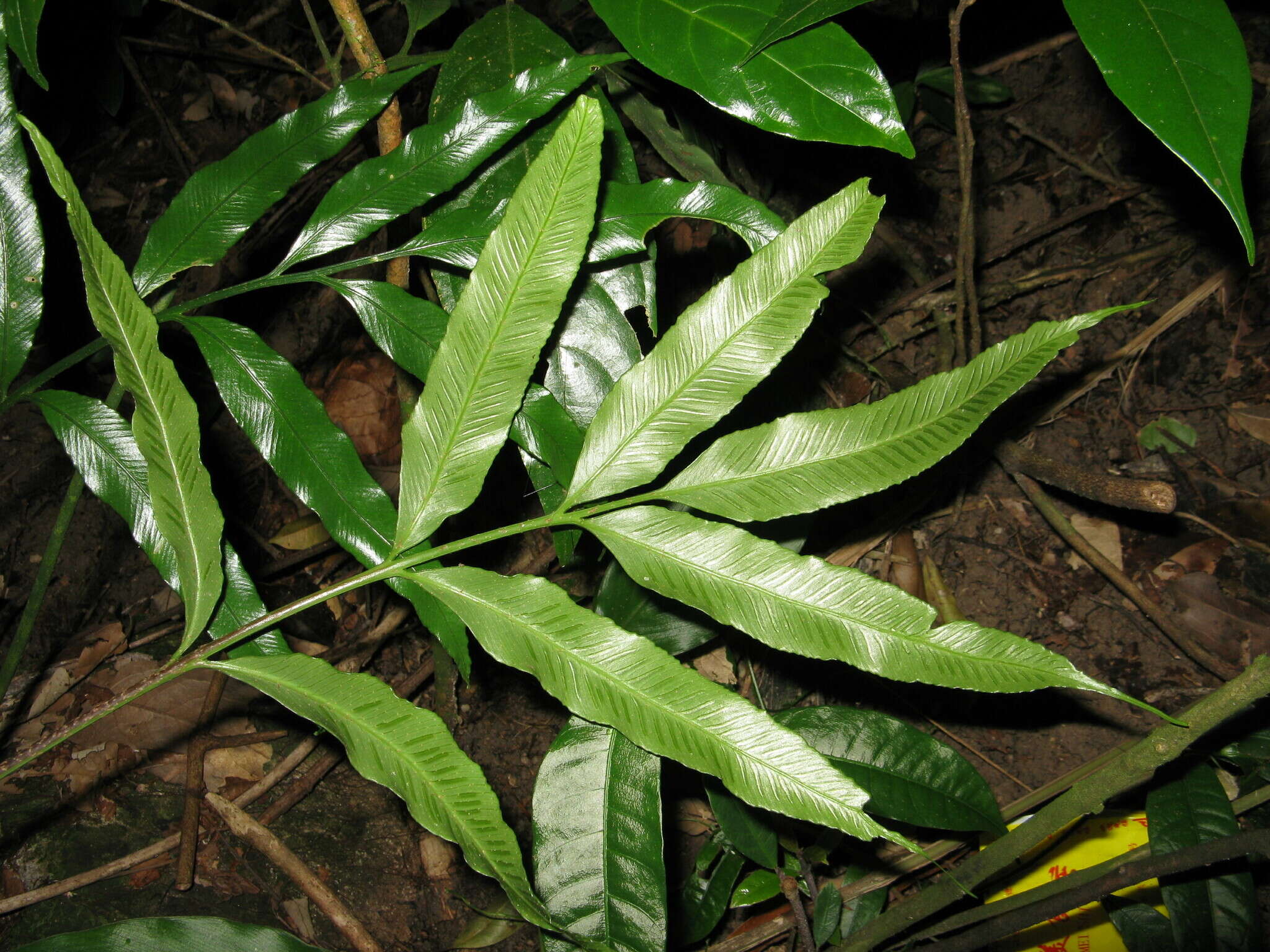 Image of Asplenium formosae Christ