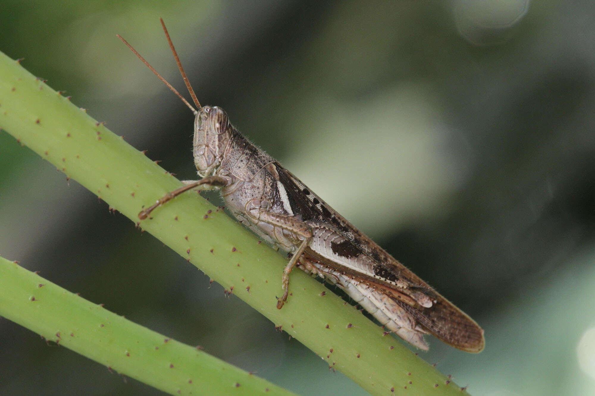 Image of Stenocatantops cornelii Willemse & F. M. H. 1968