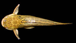 Image of Southern driftwood catfish