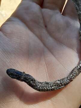 Image of Dumeril's Diadem Snake