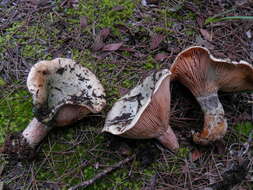 Image of Lactarius semisanguifluus R. Heim & Leclair 1950