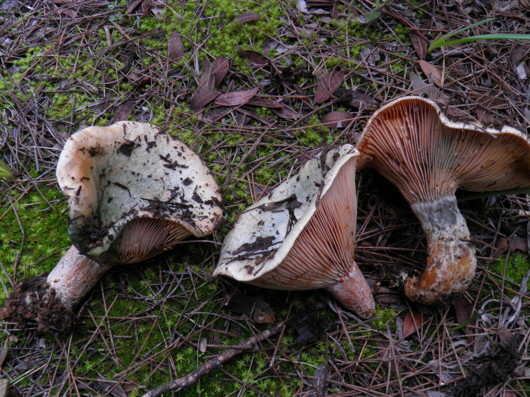 Imagem de Lactarius semisanguifluus R. Heim & Leclair 1950