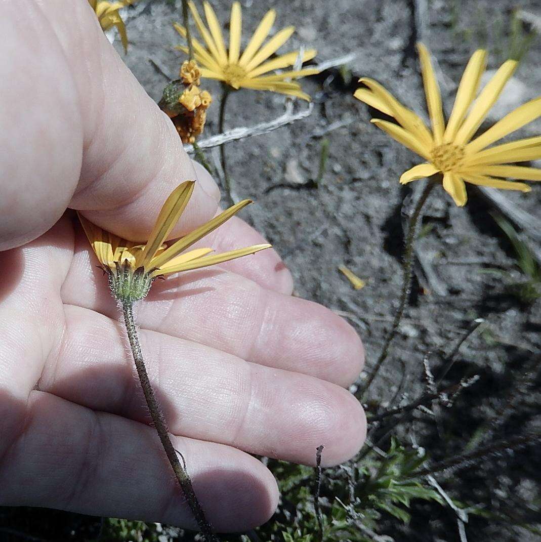 Image of Osteospermum scariosum var. integrifolium (Harv.) T. Norl.