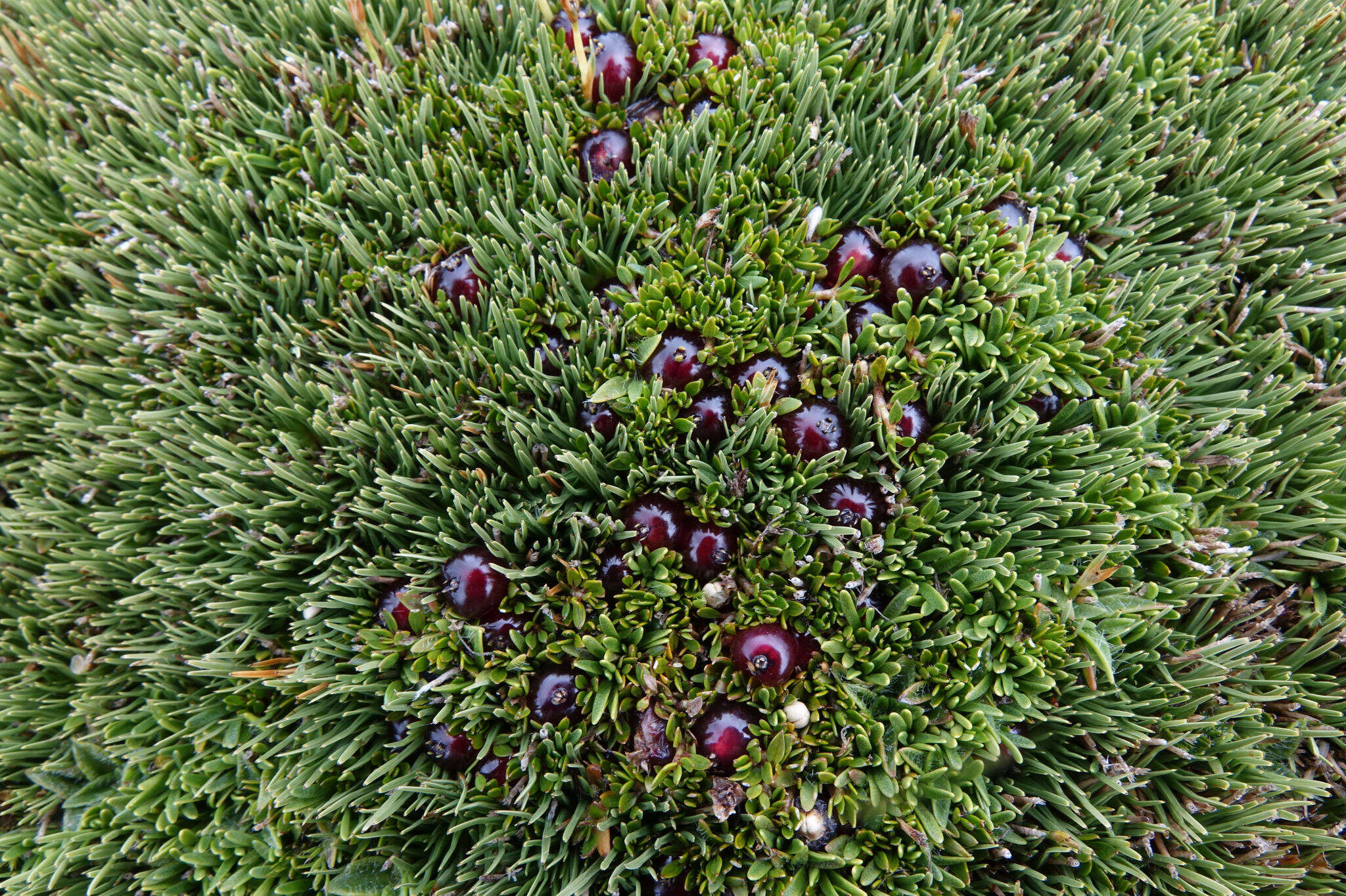 Image of Coprosma atropurpurea (Cockayne & Allan) L. B. Moore