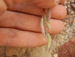 Sivun Astragalus obscurus S. Wats. kuva