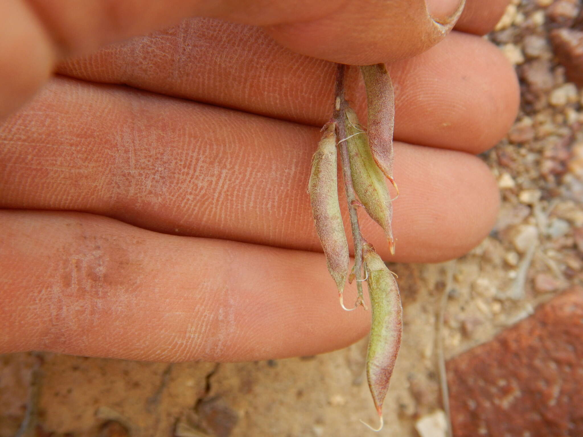 Imagem de Astragalus obscurus S. Wats.