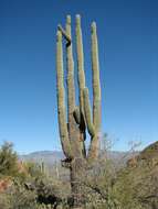 Image of saguaro