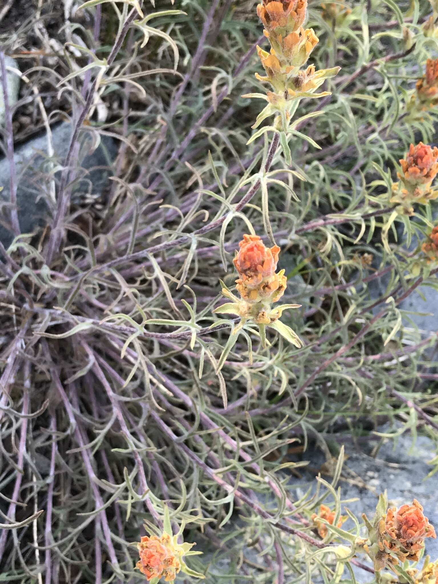 Image of cobwebby Indian paintbrush