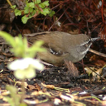 Image of White-browed Scrubwren