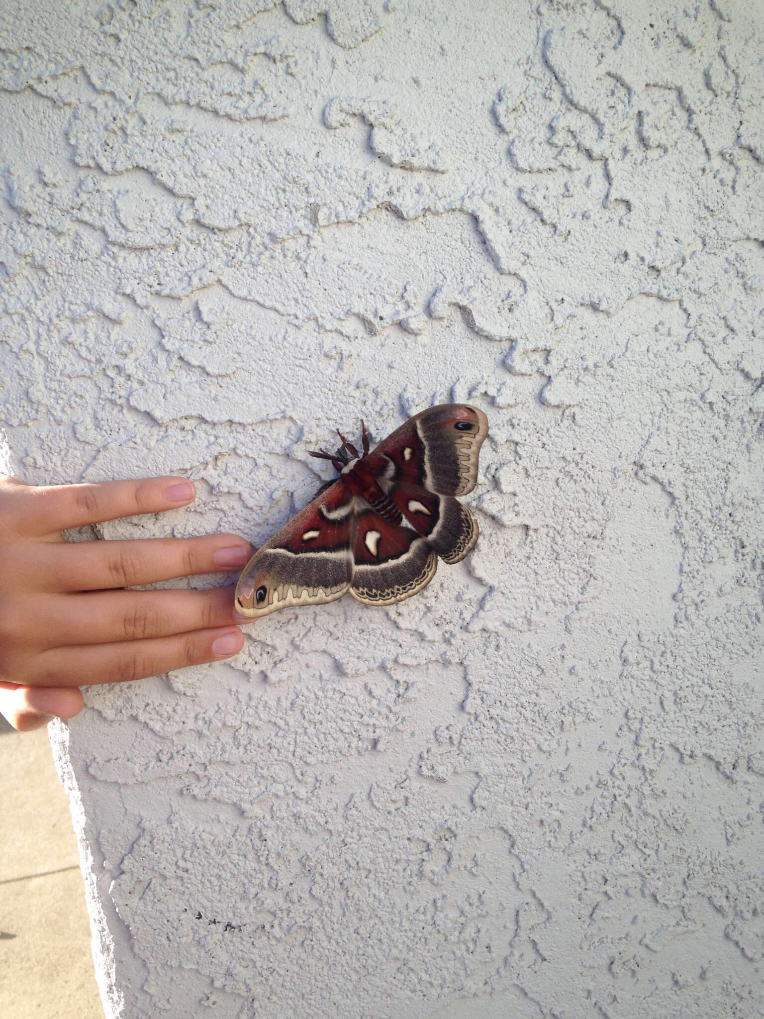 Image of Glover's Silkmoth