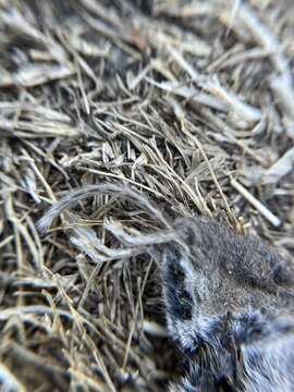 Image of Ornate Shrew