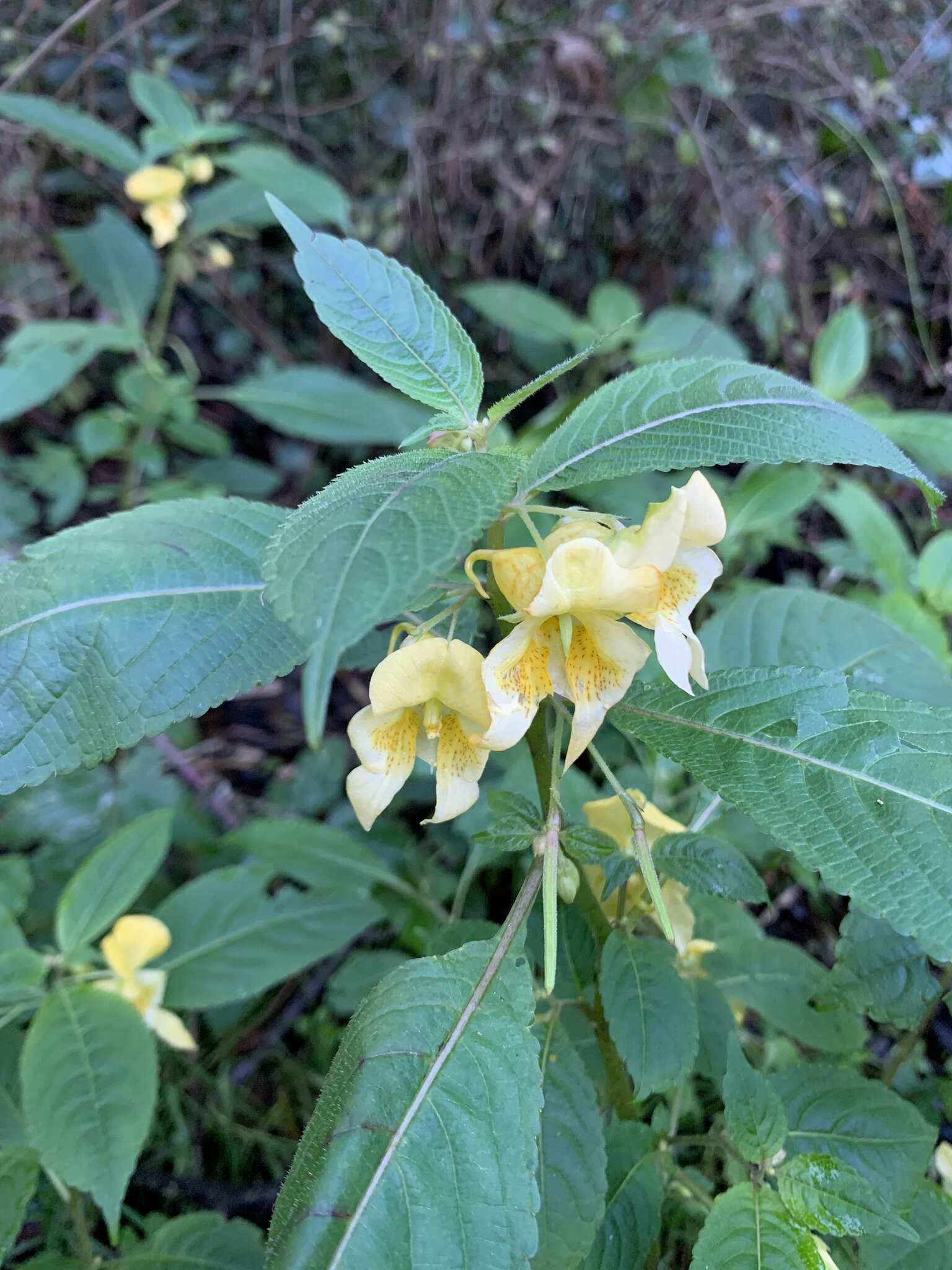 Image de Impatiens cristata Wall.