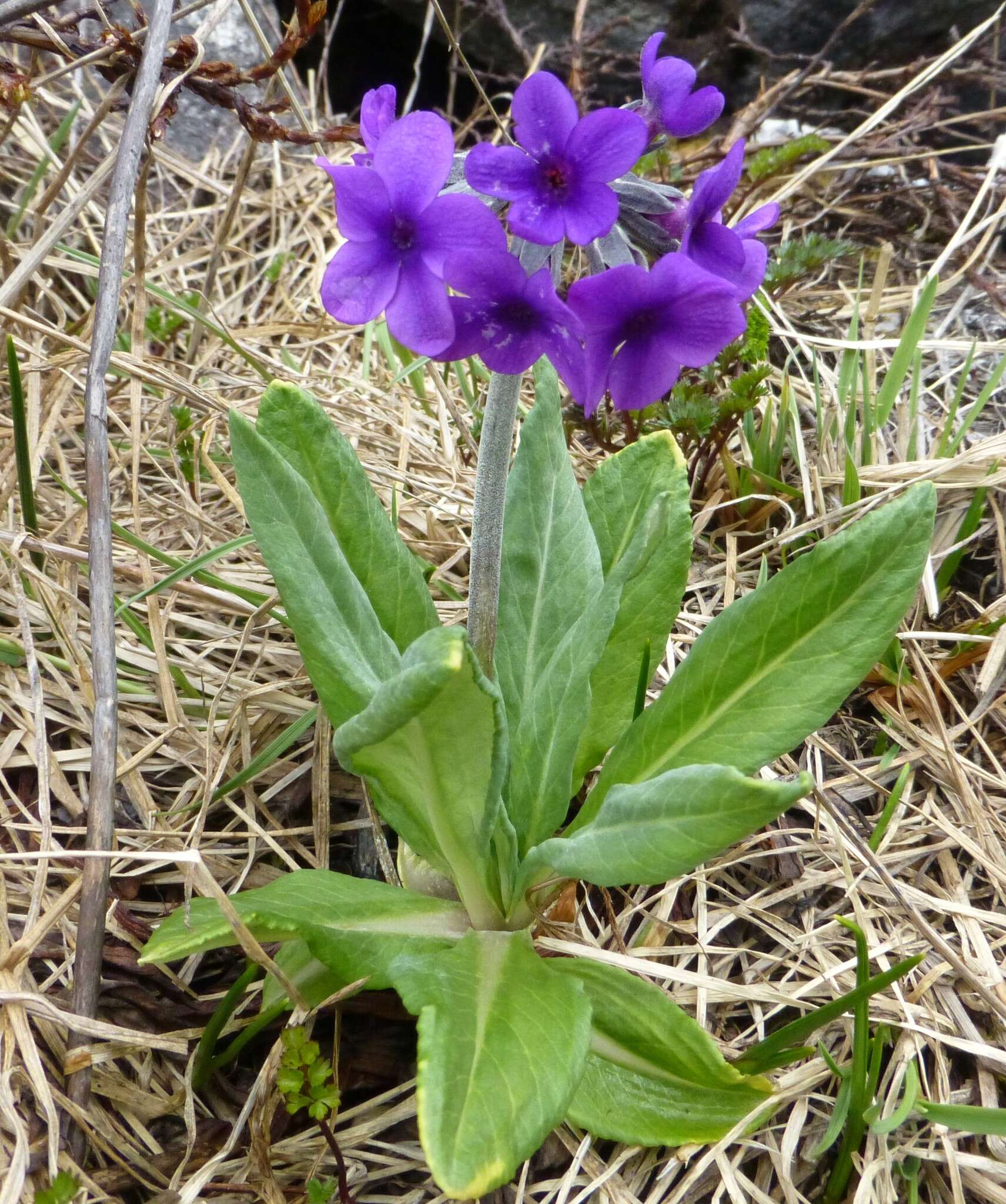 Plancia ëd Primula macrophylla D. Don