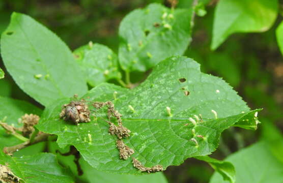 Image of <i>Phyllocoptes eupadi</i>