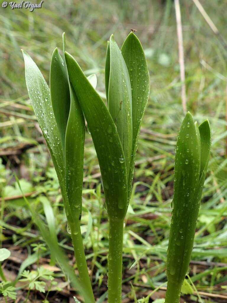 Plancia ëd Fritillaria persica L.