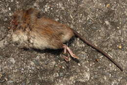 Image of Lesser Rice-field Rat