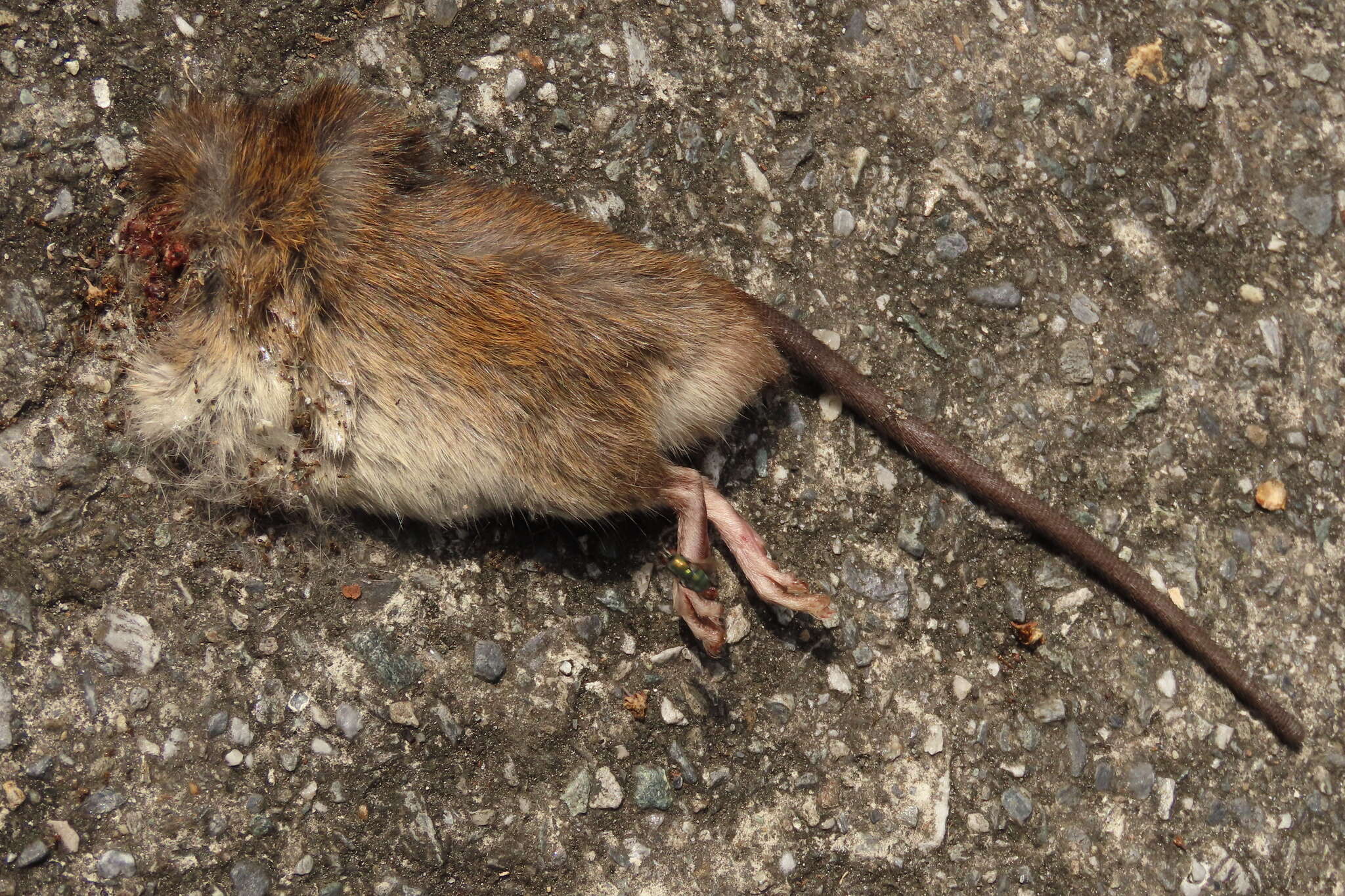 Image of Lesser Rice-field Rat