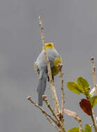 Image of Long-tailed Silky-flycatcher