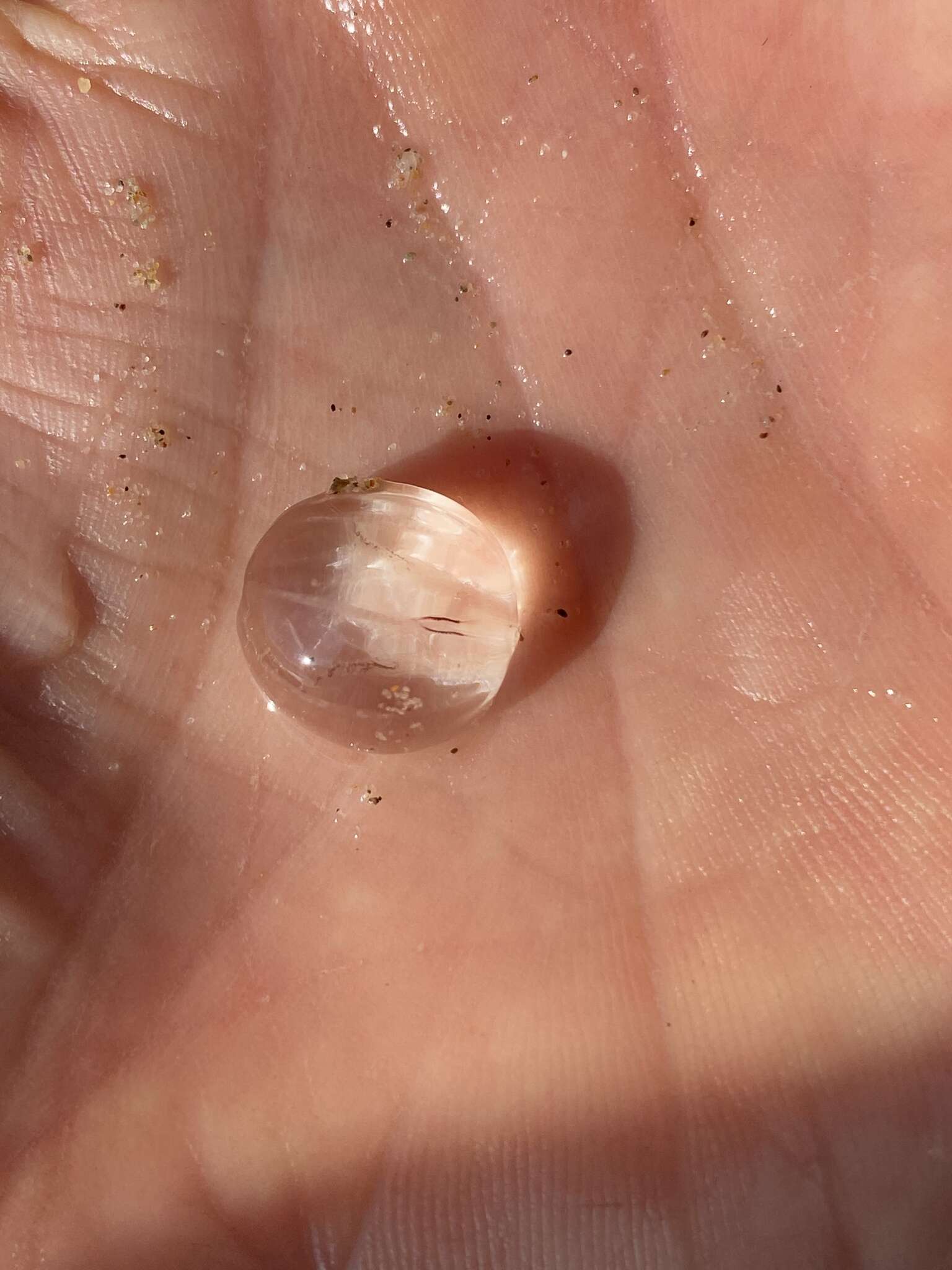 Image of Pacific sea gooseberry