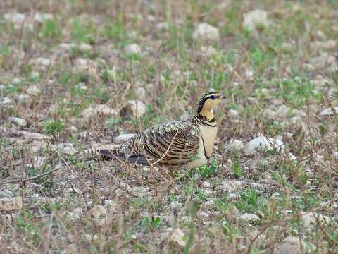 Image of Pin-tailed Sandgrouse