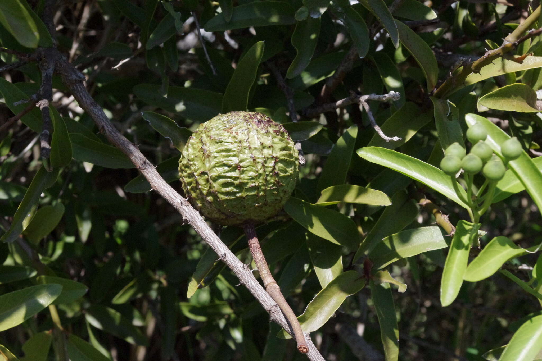 Image of Capparis loranthifolia Lindl.