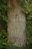 Image de Quercus pagoda Raf.