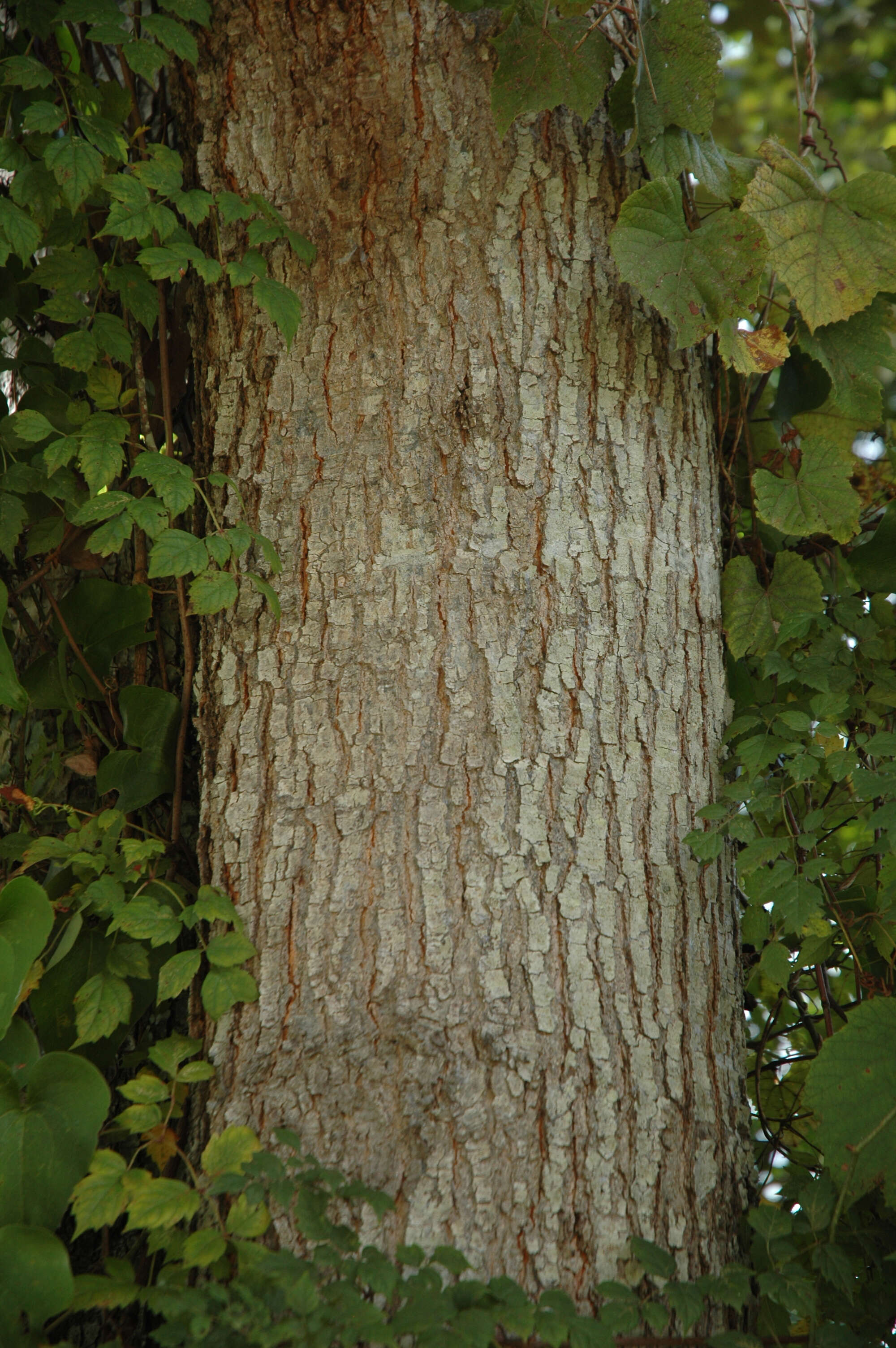 Image de Quercus pagoda Raf.