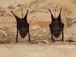 Image of Lesser Mouse-tailed Bat