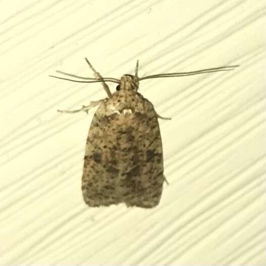 Image of Thelma's Agonopterix