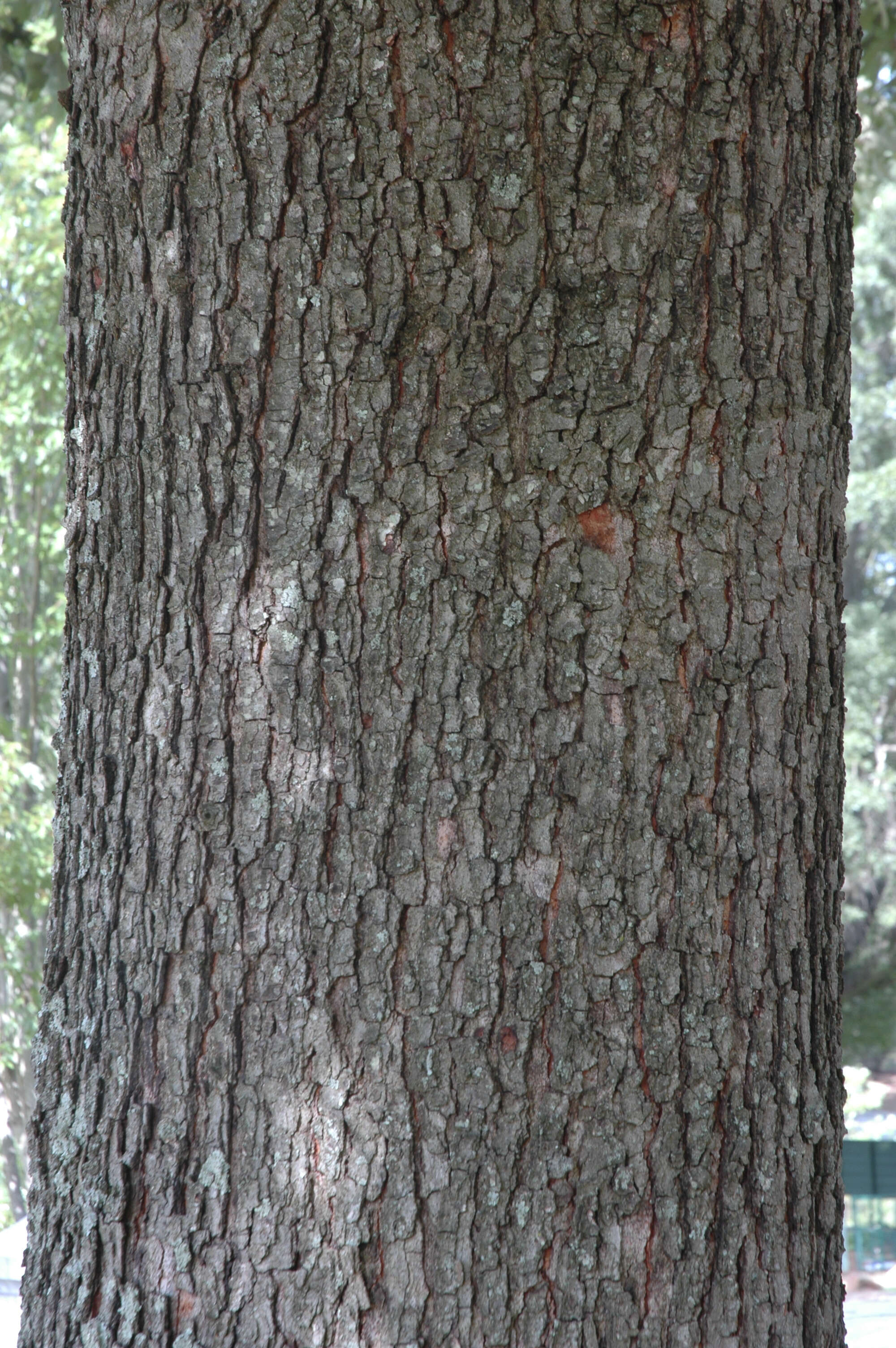 Image de Quercus pagoda Raf.