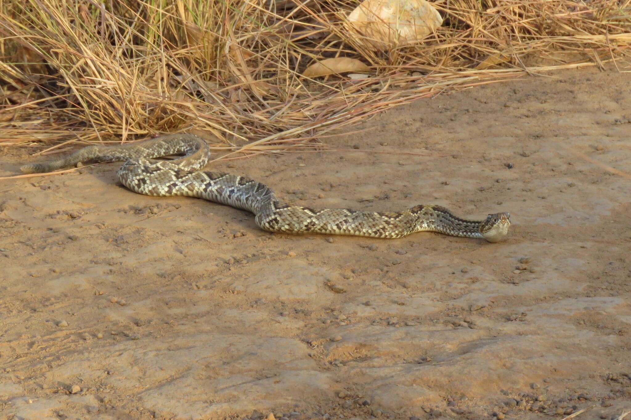 صورة Crotalus durissus trigonicus Harris & Simmons 1978