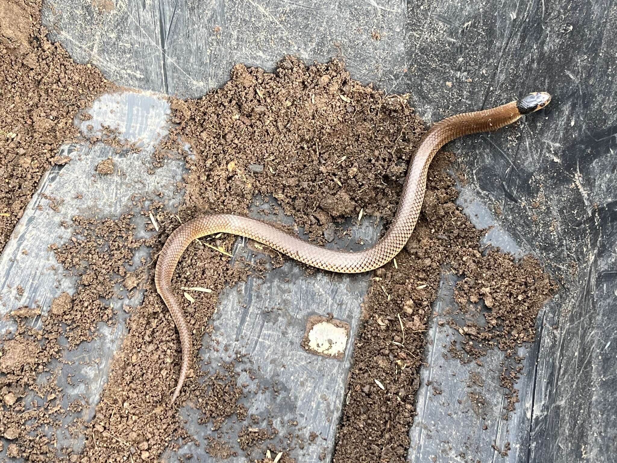 Image of Little Whip Snake